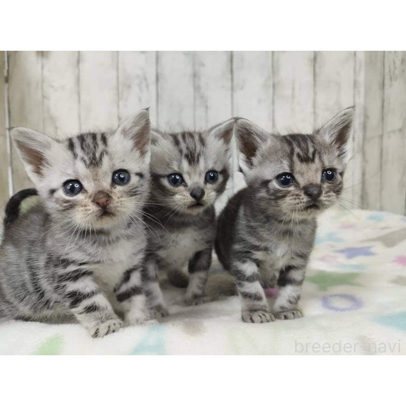 販売中の三重県のアメリカンショートヘア-137534の3枚目