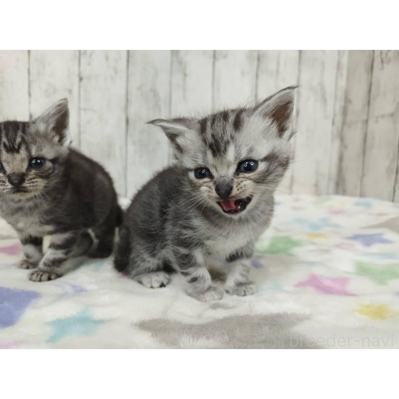 販売中の三重県のアメリカンショートヘア-137536の4枚目