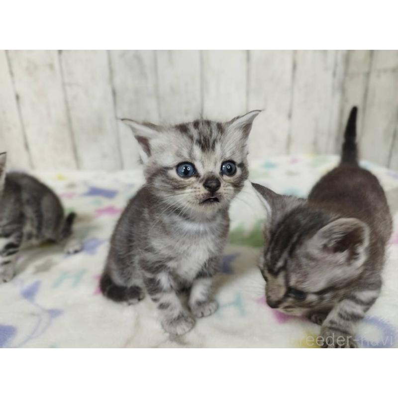 販売中の三重県のアメリカンショートヘア-137536の5枚目