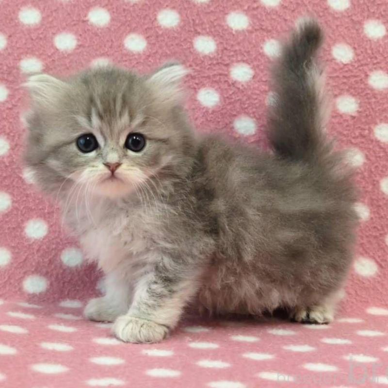 販売中の愛知県のミヌエット-137535