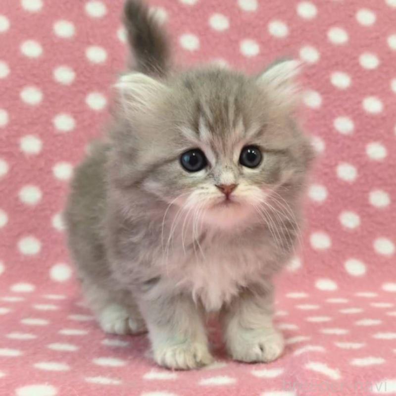 販売中の愛知県のミヌエット-137535の3枚目