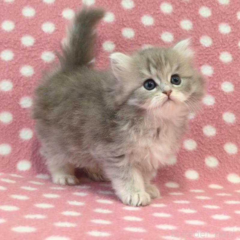 販売中の愛知県のミヌエット-137535の2枚目