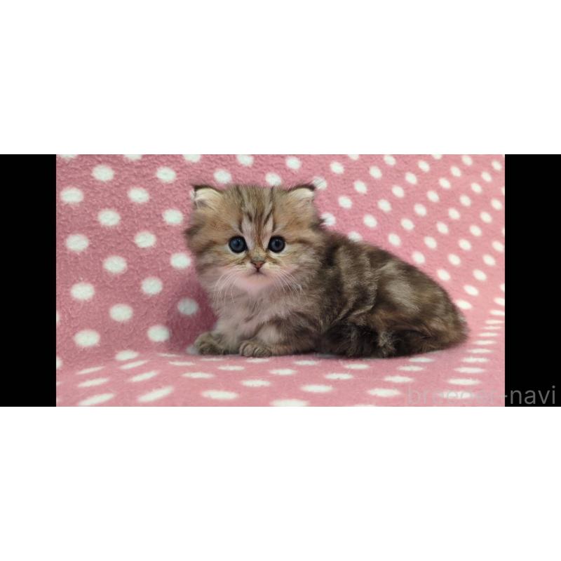 販売中の愛知県のミヌエット-137539の3枚目