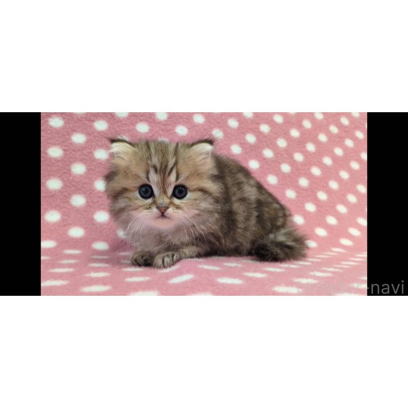 販売中の愛知県のミヌエット-137539の2枚目