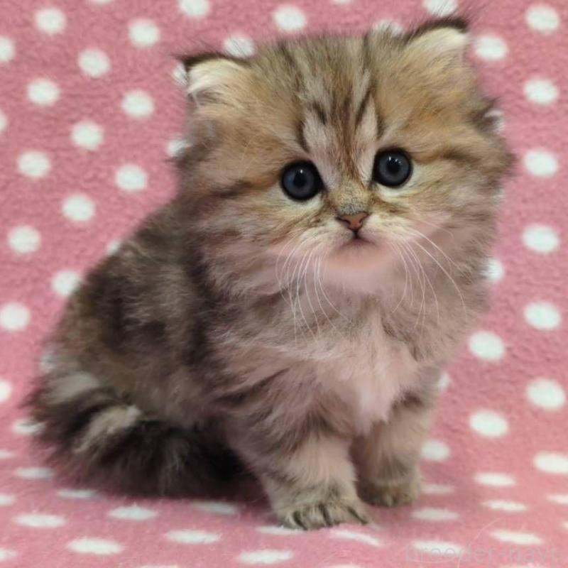 販売中の愛知県のミヌエット-137539の1枚目