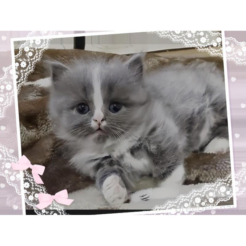 販売中の愛媛県のミヌエット-137540の5枚目