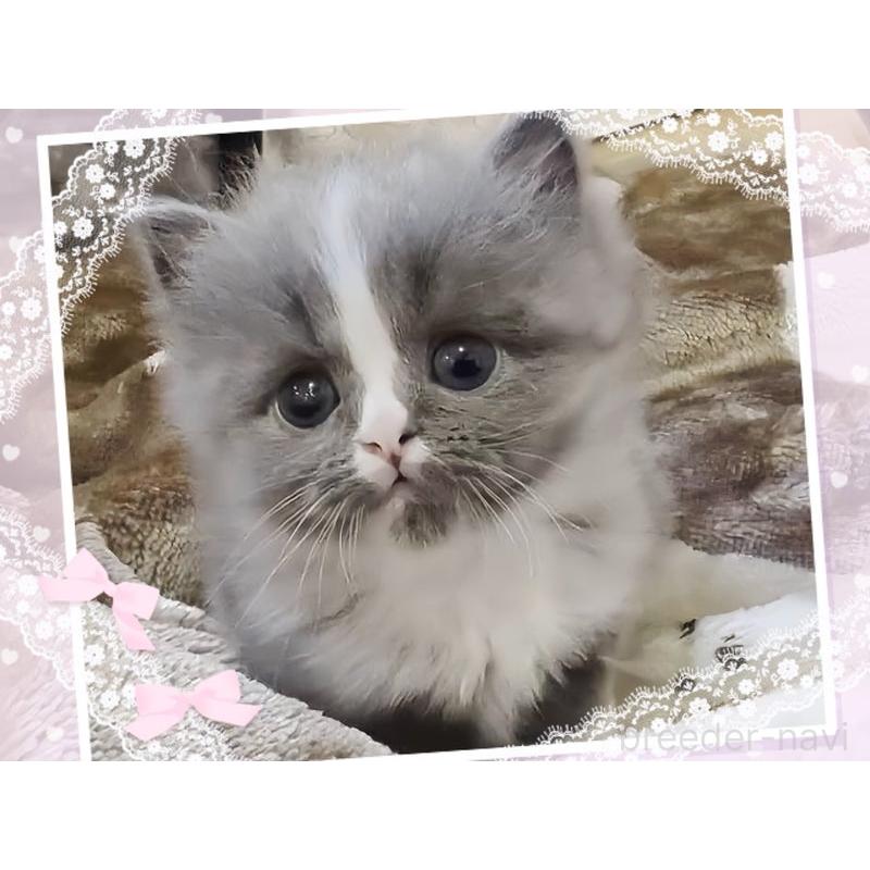 販売中の愛媛県のミヌエット-137540の4枚目