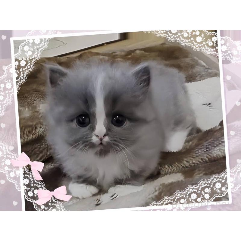 販売中の愛媛県のミヌエット-137540の3枚目