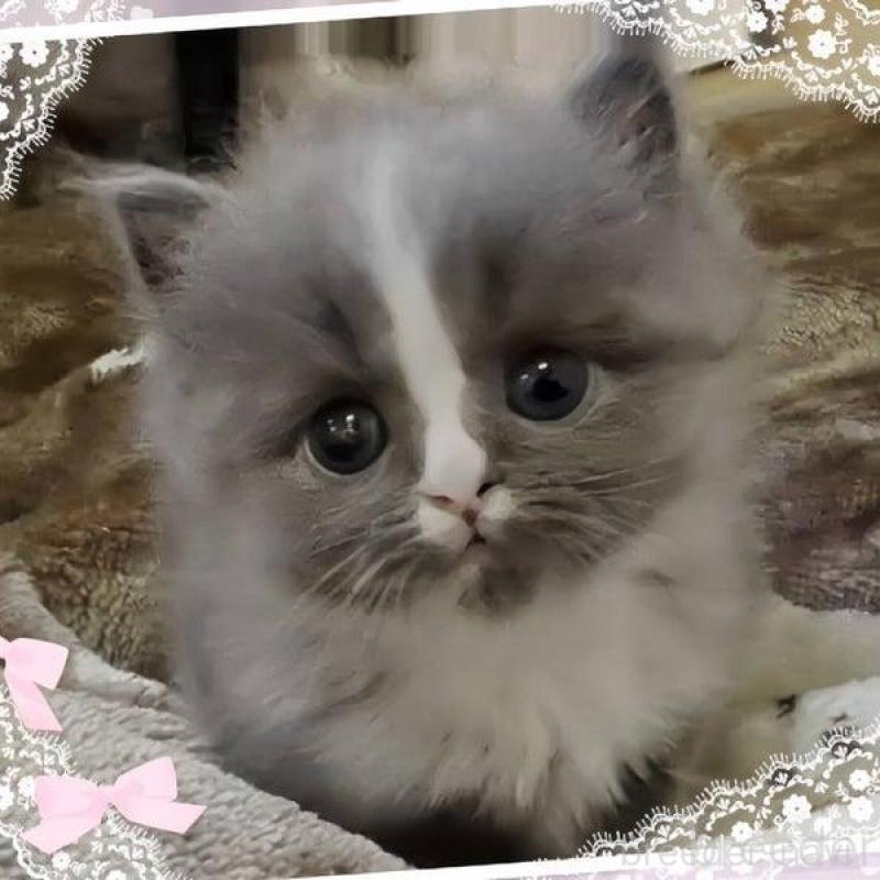 販売中の愛媛県のミヌエット-137540