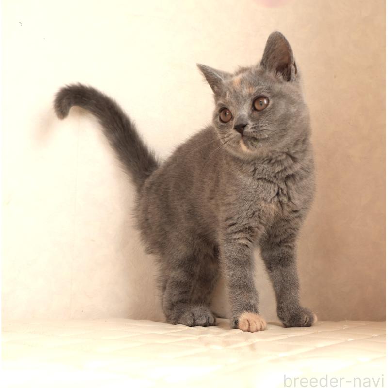 販売中の静岡県のブリティッシュショートヘア-133528の10枚目