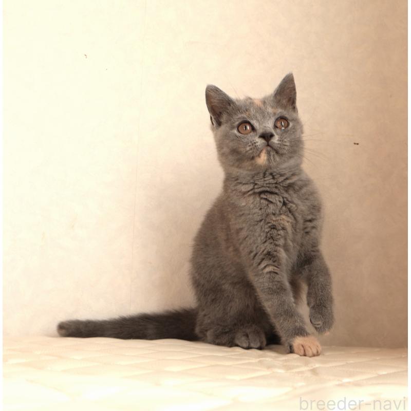 販売中の静岡県のブリティッシュショートヘア-133528の9枚目