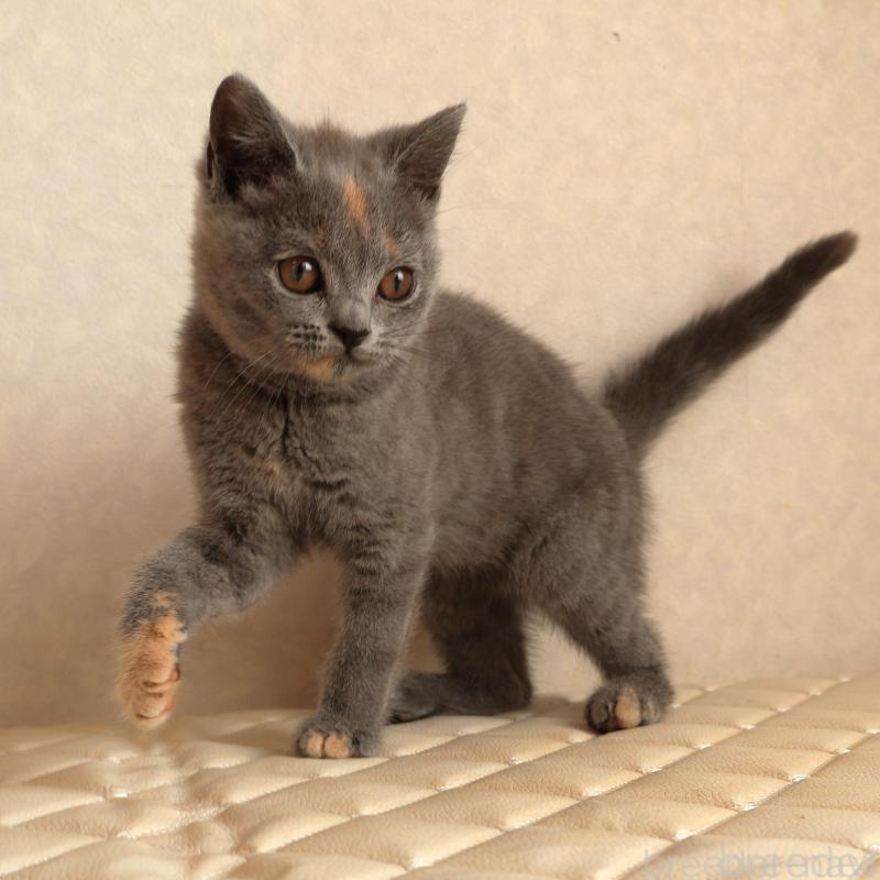 販売中の静岡県のブリティッシュショートヘア-133528の8枚目