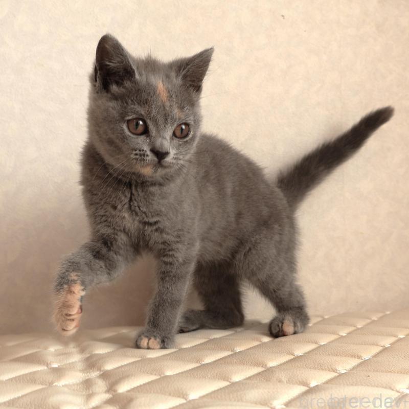 販売中の静岡県のブリティッシュショートヘア-133528の7枚目