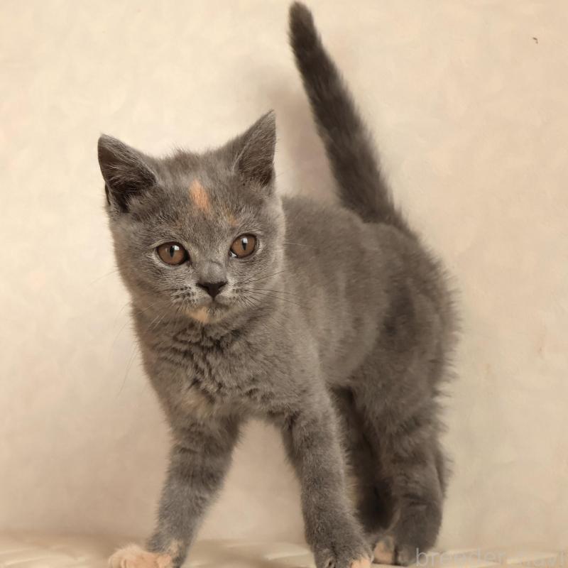 販売中の静岡県のブリティッシュショートヘア-133528の6枚目