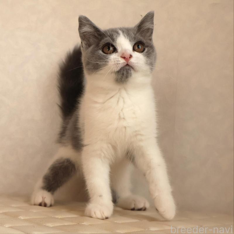 販売中の静岡県のブリティッシュショートヘア-133526の9枚目