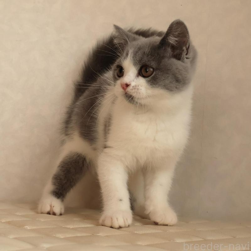 販売中の静岡県のブリティッシュショートヘア-133526の8枚目