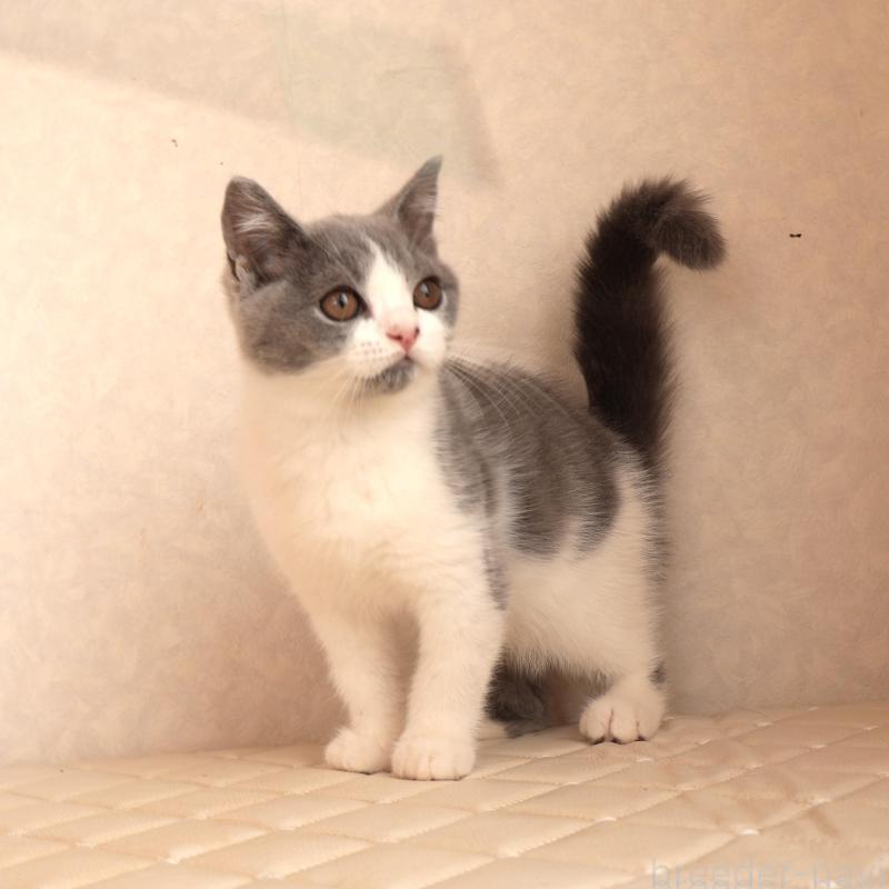 販売中の静岡県のブリティッシュショートヘア-133526の7枚目