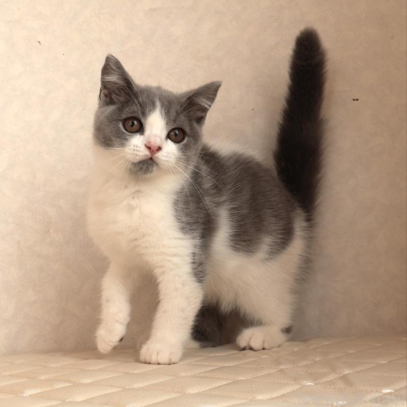 販売中の静岡県のブリティッシュショートヘア-133526の6枚目