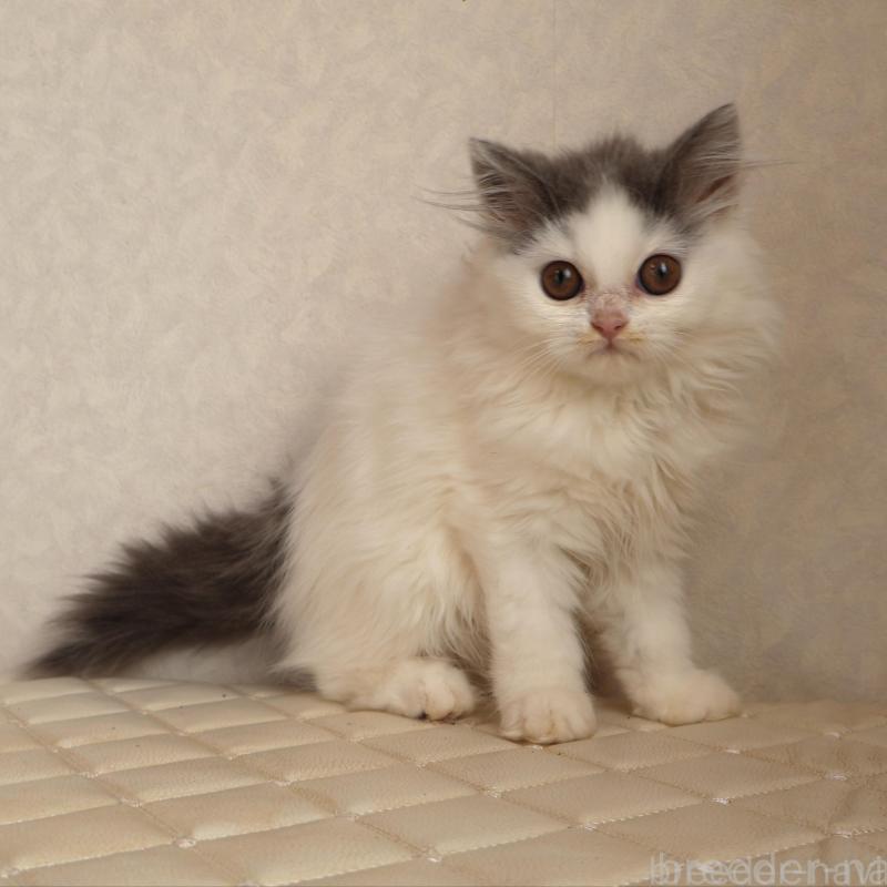 販売中の静岡県のブリティッシュロングヘア-133527の9枚目