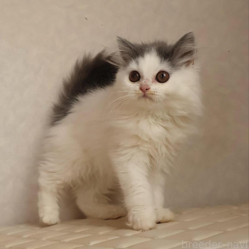 販売中の静岡県のブリティッシュロングヘア-133527の8枚目