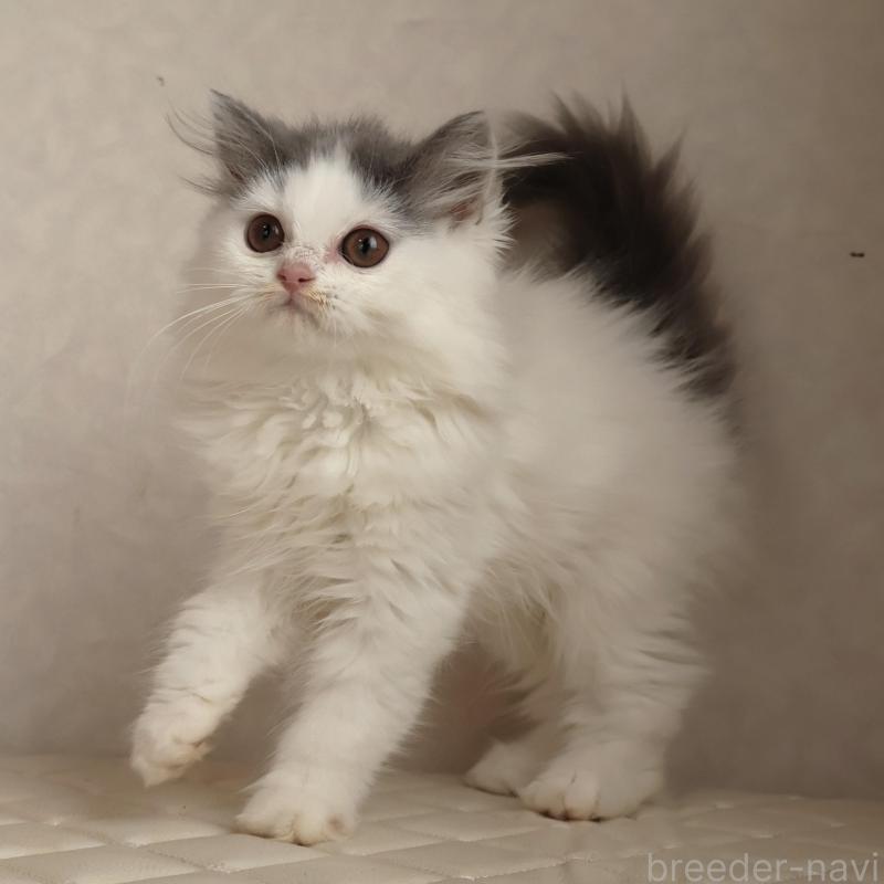 販売中の静岡県のブリティッシュロングヘア-133527の7枚目