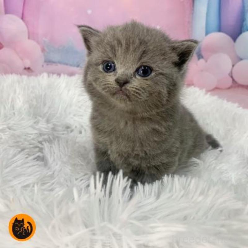 販売中の大阪府のスコティッシュフォールド-137543