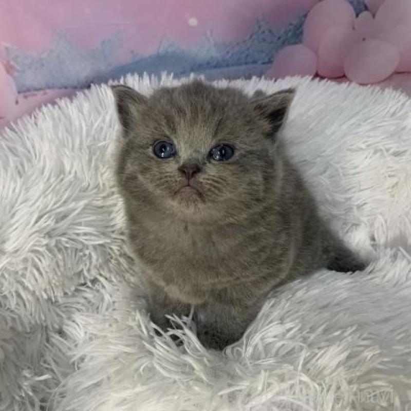 販売中の大阪府のスコティッシュフォールド-137543の6枚目