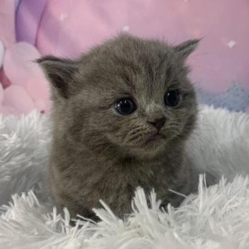 販売中の大阪府のスコティッシュフォールド-137543の5枚目