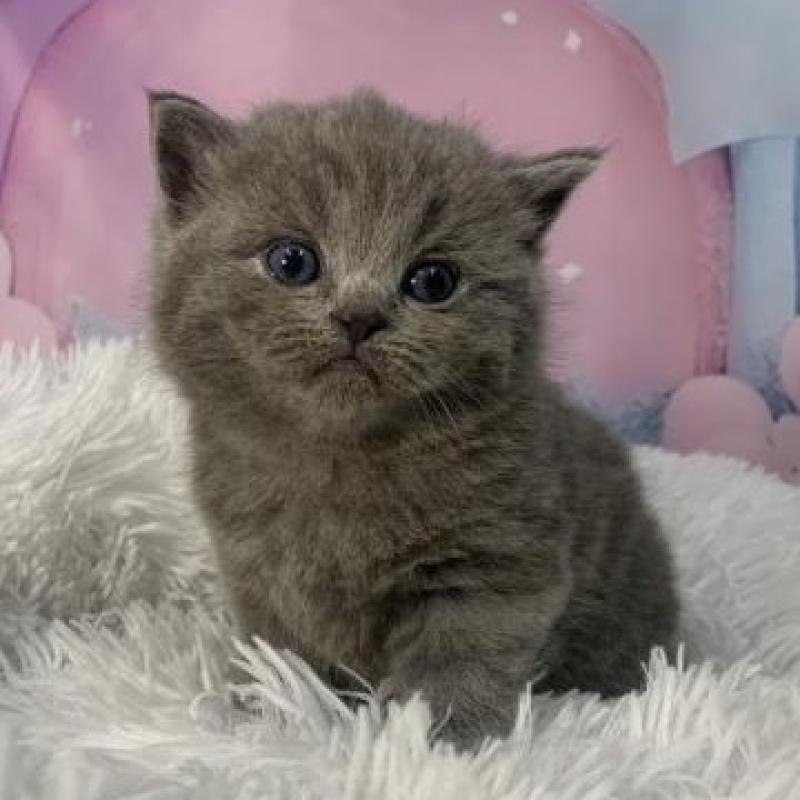 販売中の大阪府のスコティッシュフォールド-137543の4枚目