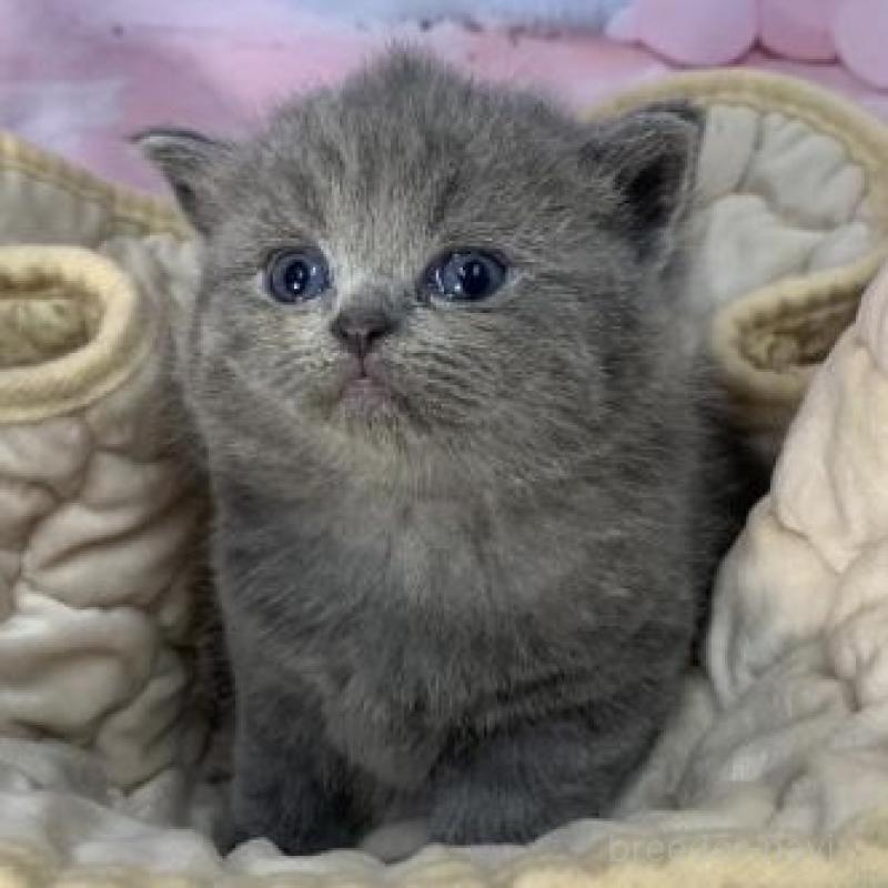 販売中の大阪府のスコティッシュフォールド-137543の3枚目