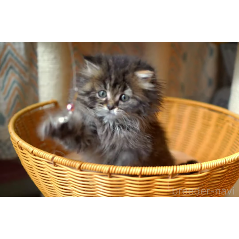 販売中の大阪府のサイベリアン-137548の6枚目