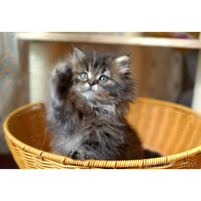 販売中の大阪府のサイベリアン-137548の5枚目