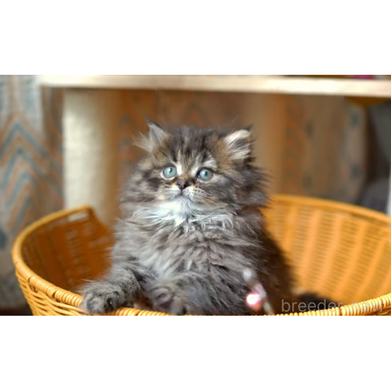 販売中の大阪府のサイベリアン-137548の4枚目