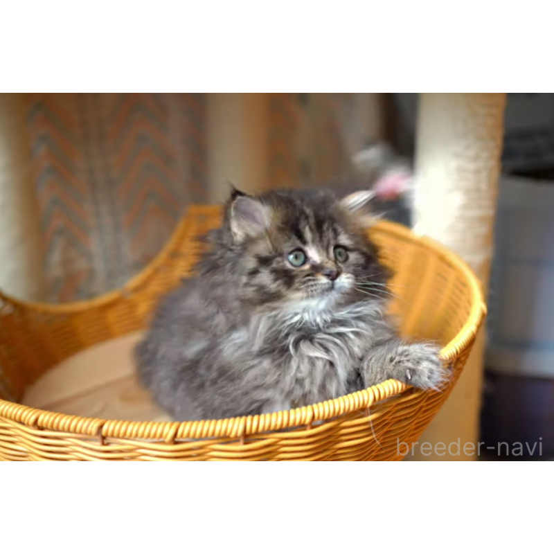 販売中の大阪府のサイベリアン-137548の2枚目