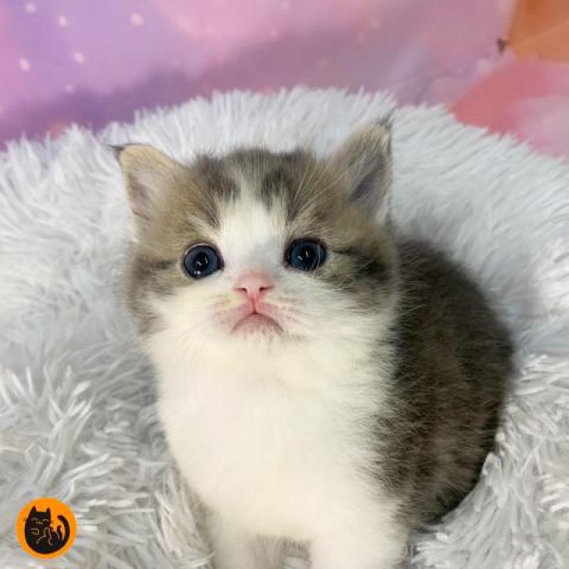 販売中の大阪府のスコティッシュフォールド-137545