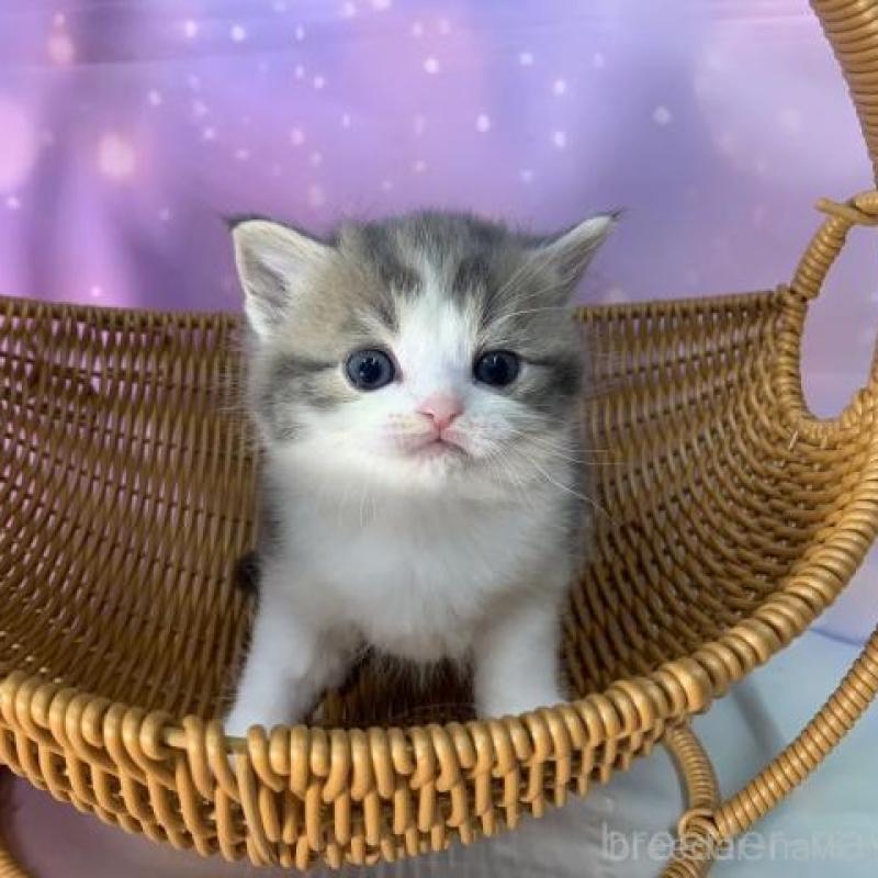 販売中の大阪府のスコティッシュフォールド-137545の5枚目