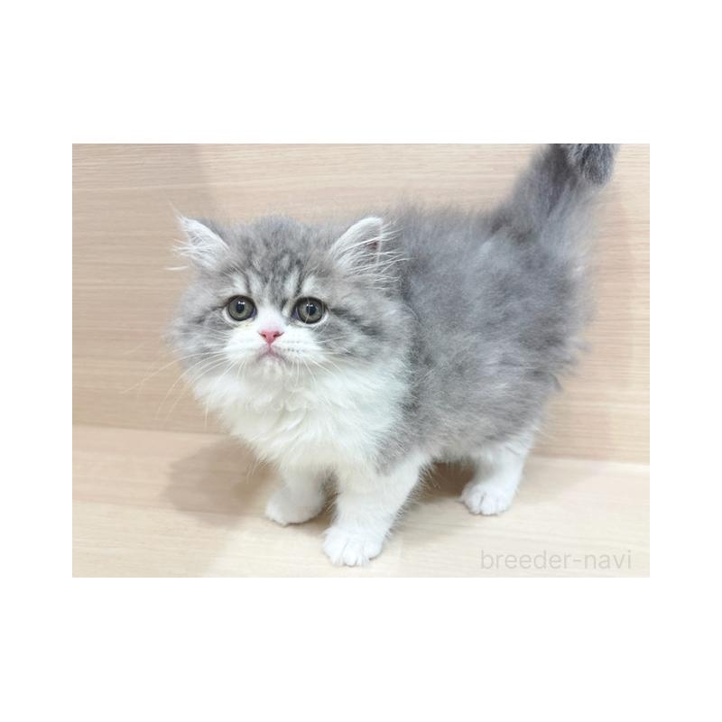 販売中の東京都のスコティッシュフォールド-137547