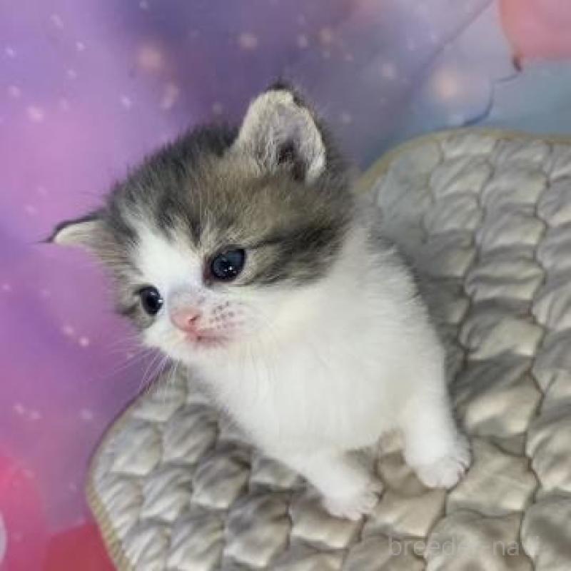 販売中の大阪府のスコティッシュフォールド-137545の4枚目