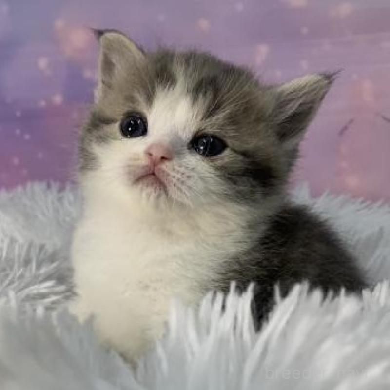 販売中の大阪府のスコティッシュフォールド-137545の3枚目