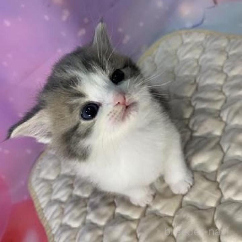 販売中の大阪府のスコティッシュフォールド-137545の2枚目