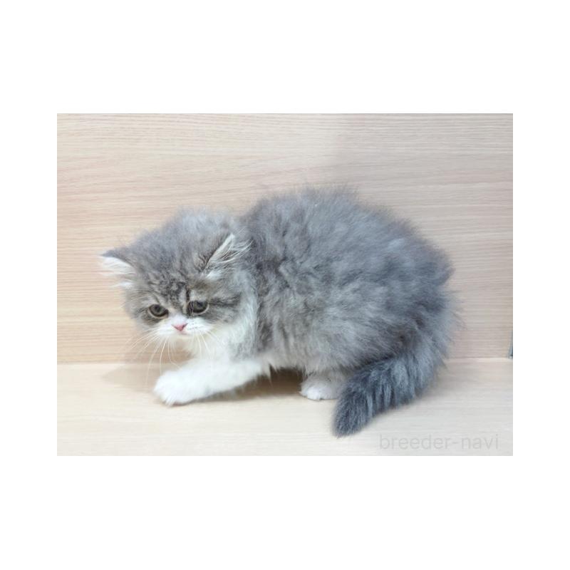 販売中の東京都のスコティッシュフォールド-137547の5枚目