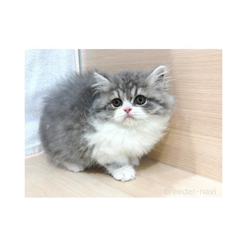 販売中の東京都のスコティッシュフォールド-137547の4枚目