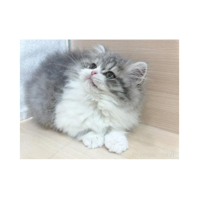 販売中の東京都のスコティッシュフォールド-137547の3枚目