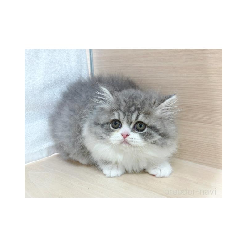 販売中の東京都のスコティッシュフォールド-137547の2枚目