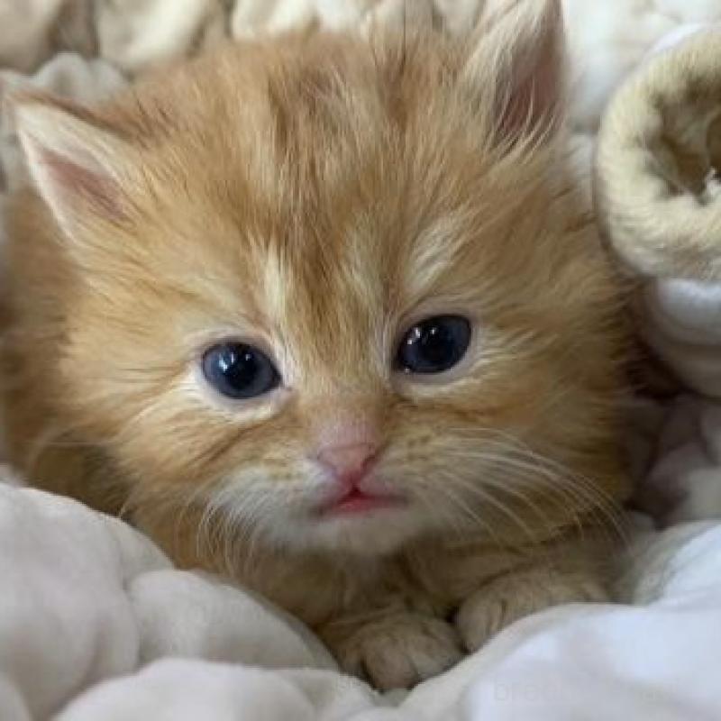 販売中の大阪府のマンチカン-137546の6枚目