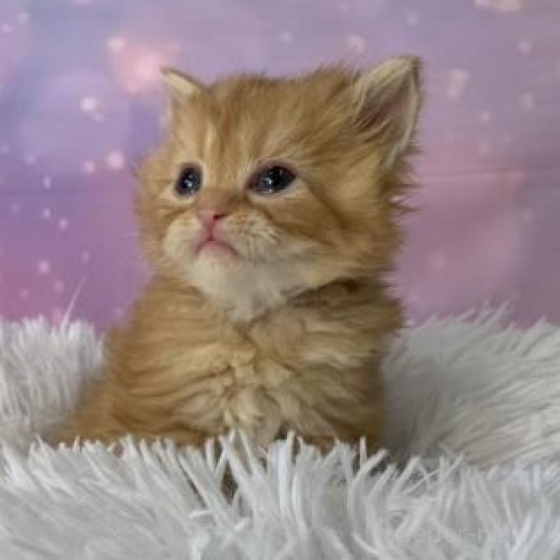 販売中の大阪府のマンチカン-137546の5枚目