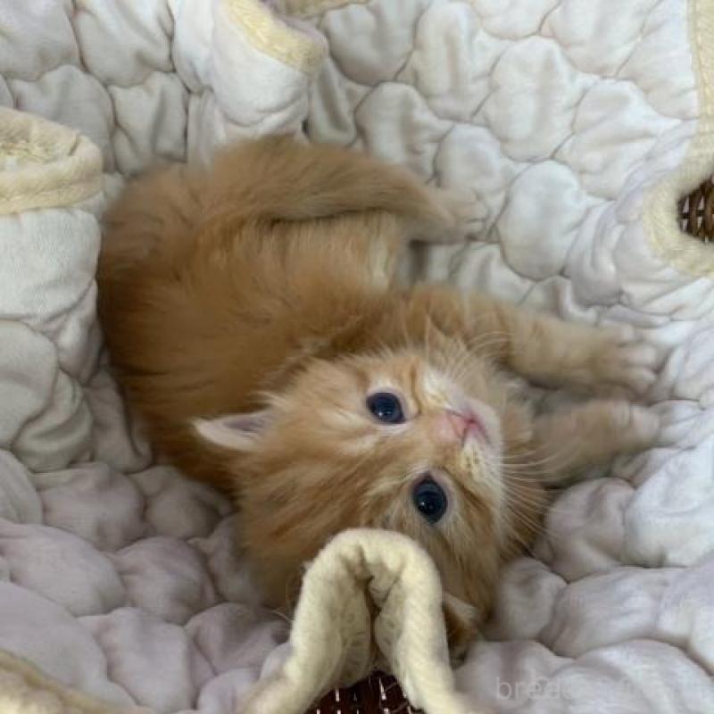 販売中の大阪府のマンチカン-137546の4枚目