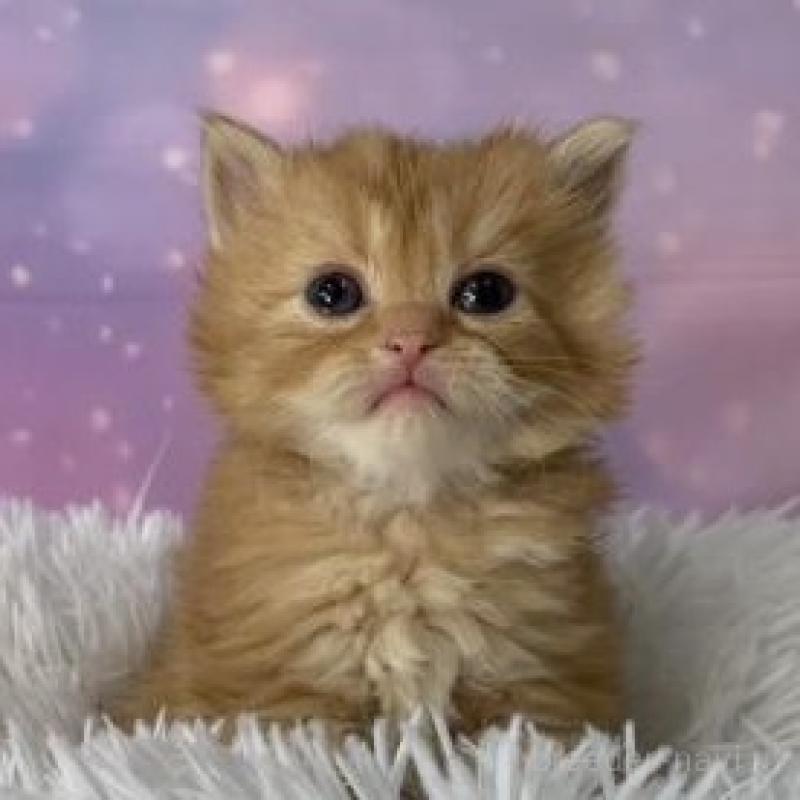 販売中の大阪府のマンチカン-137546の3枚目