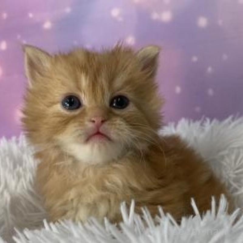 販売中の大阪府のマンチカン-137546の2枚目