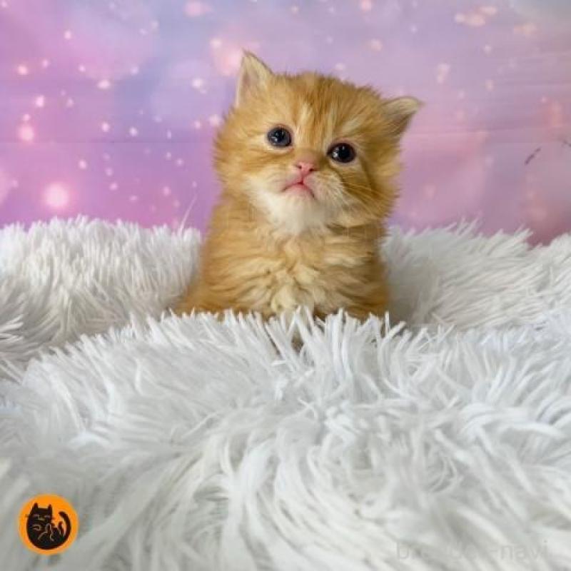 販売中の大阪府のマンチカン-137546